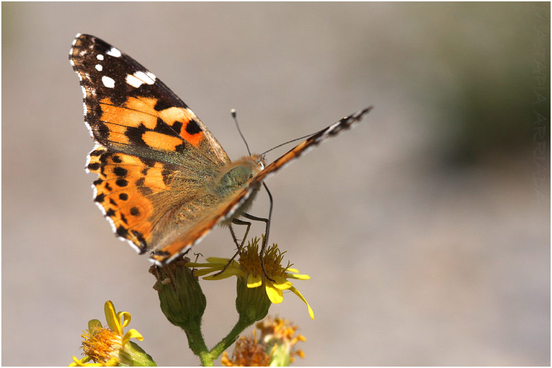 Vanessa cardui photo 1
