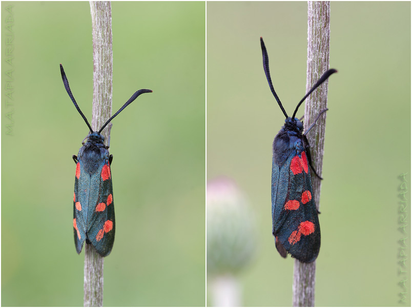 Zygaena filipendulae photo 3