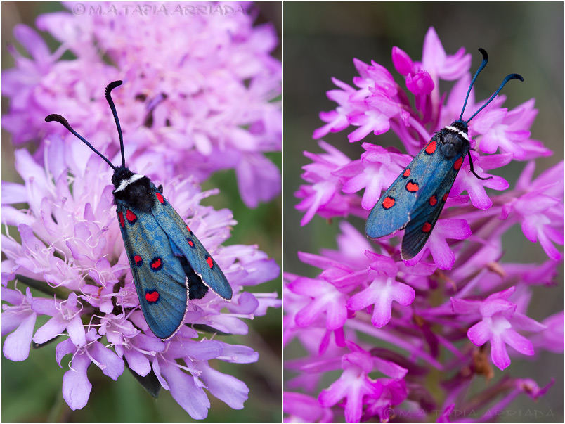 Zygaena lavandulae photo 1