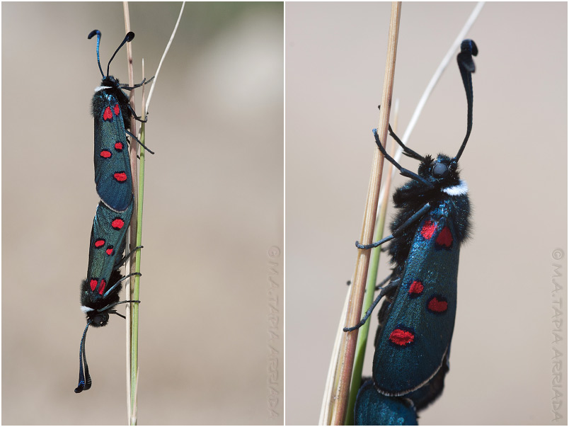Zygaena lavandulae photo 2