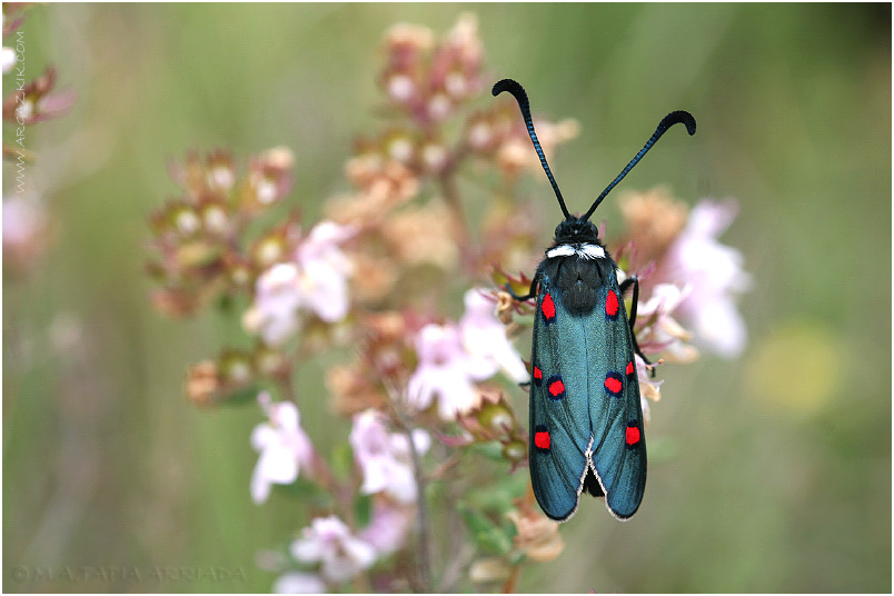 Zygaena lavandulae photo 3