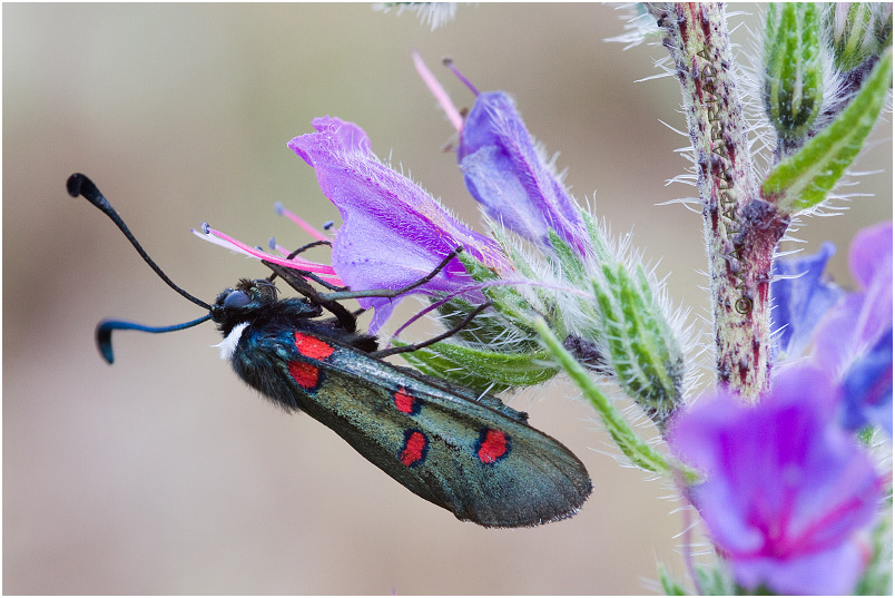 Zygaena lavandulae photo 4