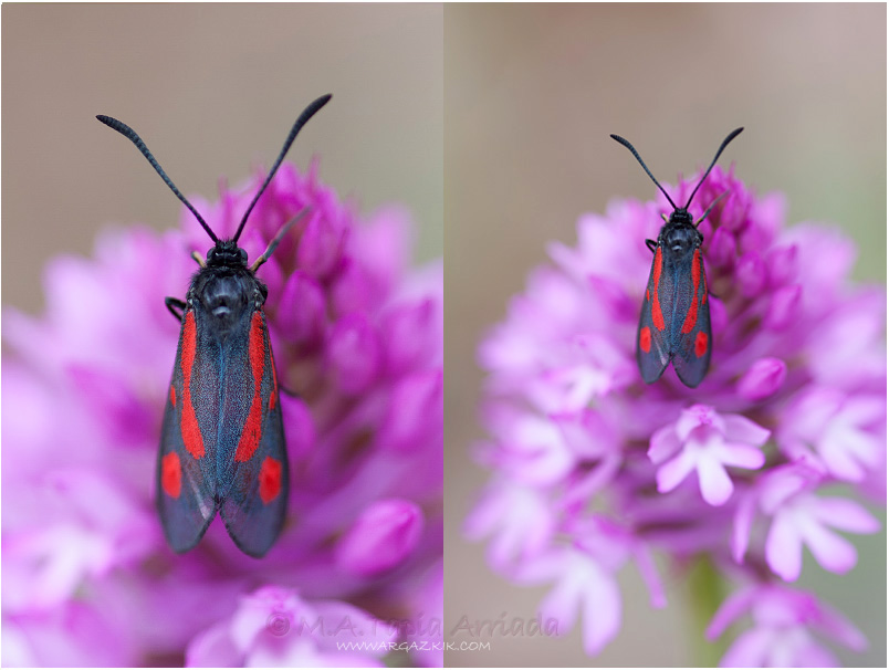 Zygaena nevadensis photo 1