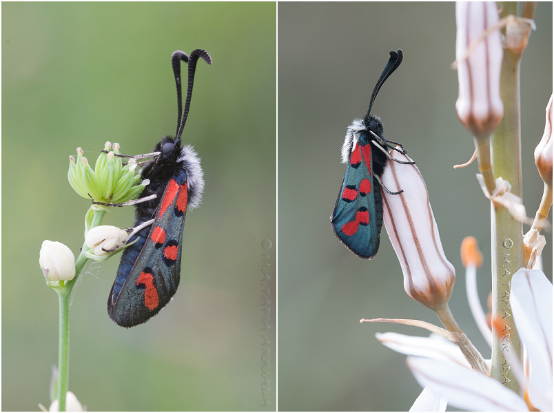 Zygaena rhadamanthus 1 Zygaena rhadamanthus photo 1