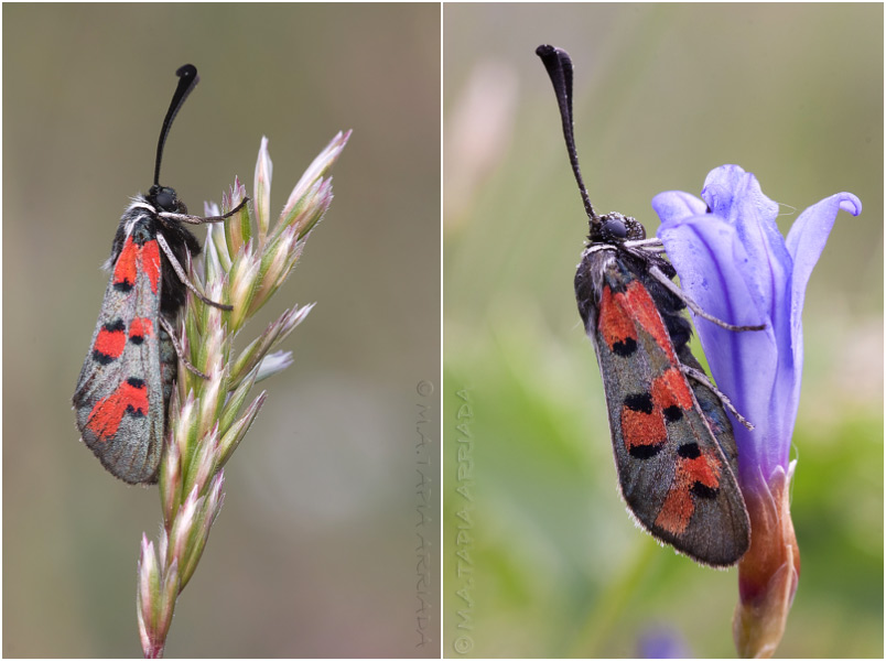 Zygaena rhadamanthus 2 Zygaena rhadamanthus photo 2