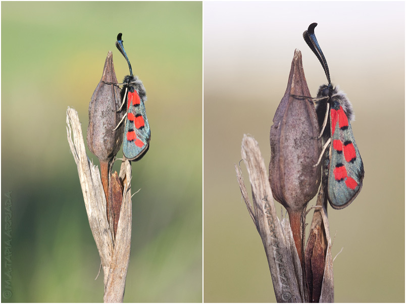 Zygaena rhadamanthus 3 Zygaena rhadamanthus photo 3