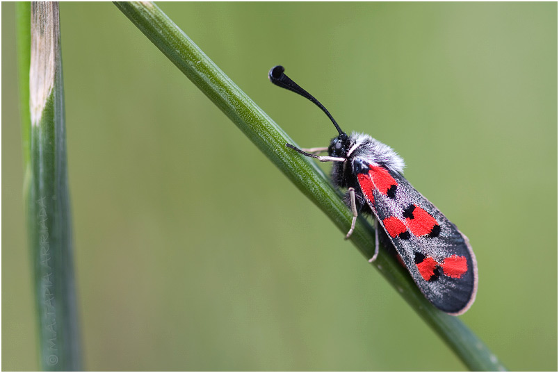 Zygaena rhadamanthus 4 Zygaena rhadamanthus photo 4