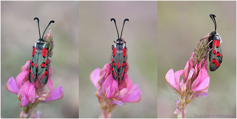 Zygaena rhadamanthus 6 Zygaena rhadamanthus photo 6