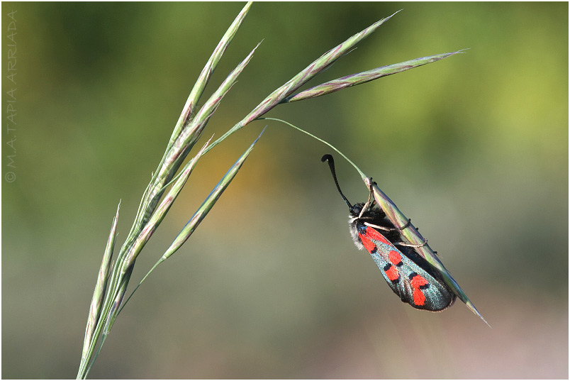 Zygaena rhadamanthus 5 Zygaena rhadamanthus photo 5