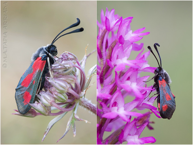 Zygaena sarpedon photo 1