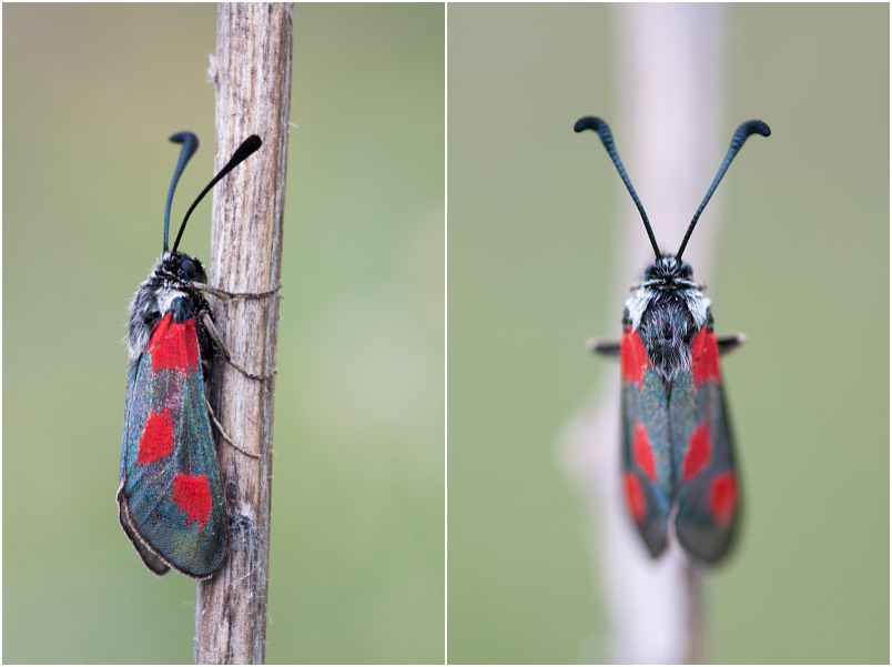 Zygaena sarpedon photo 2