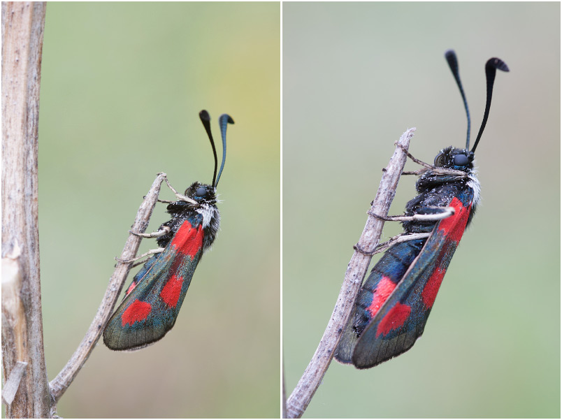 Zygaena sarpedon photo 3