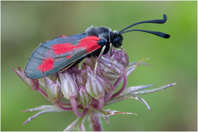 Zygaena sarpedon photo 4