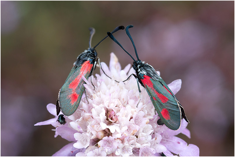 Zygaena sarpedon photo 5