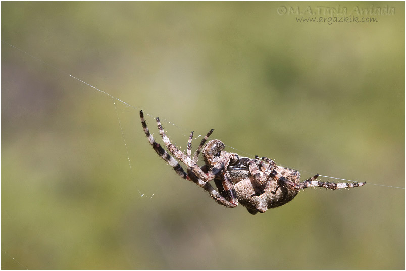 Araneus angulatus 1