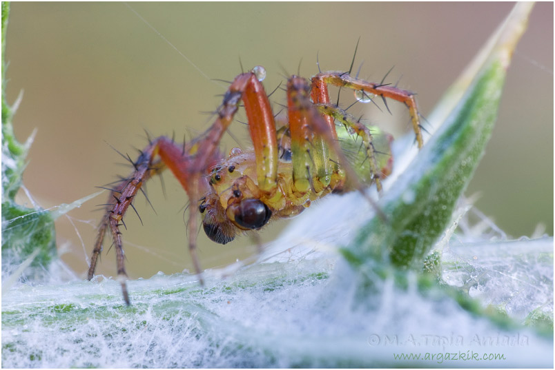 Araniella sp.