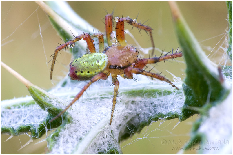 Araniella sp.1