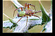 Araniella sp.2