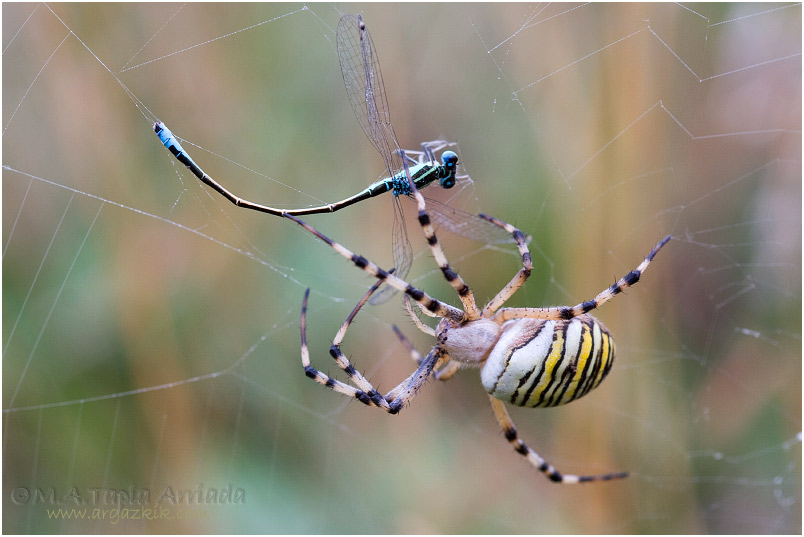 Argiope bruennichi 3