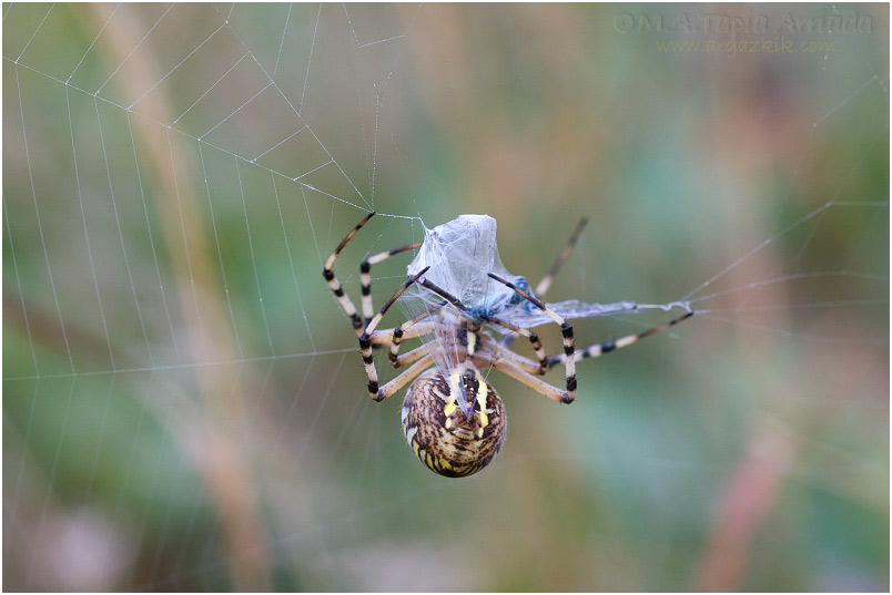 Argiope bruennichi 4