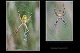 Argiope bruennichi 1