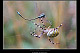 Argiope bruennichi 2