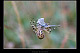 Argiope bruennichi 3