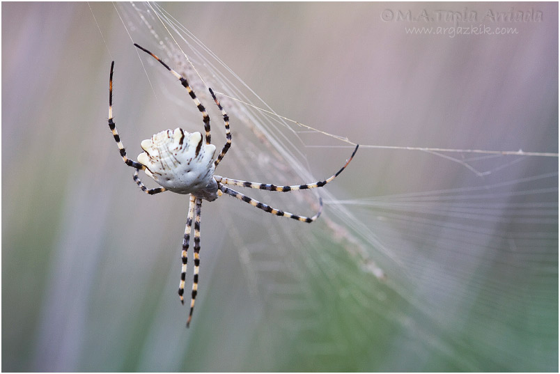 Argiope lobata