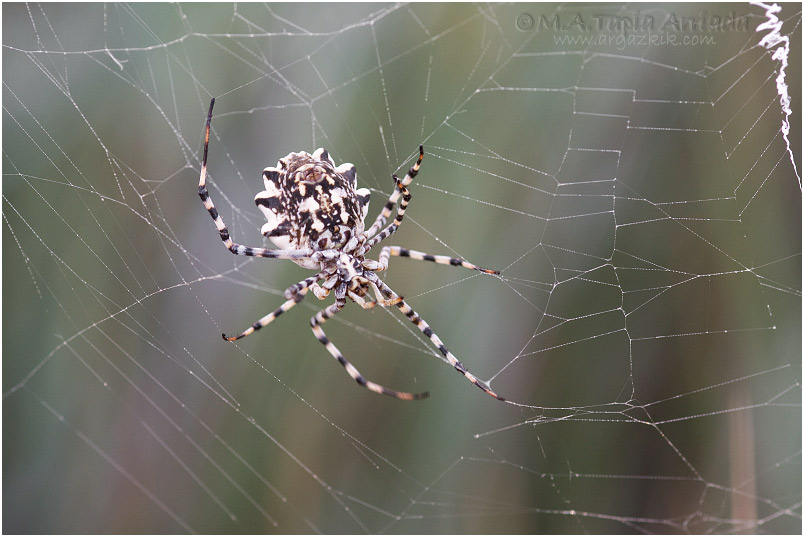 Argiope lobata 1