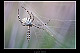 Argiope lobata