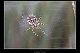 Argiope lobata 2
