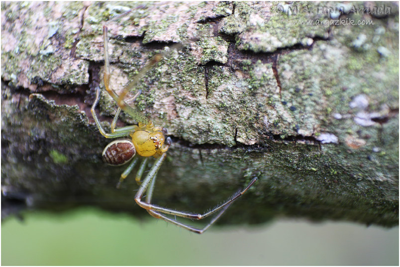 Diaea dorsata