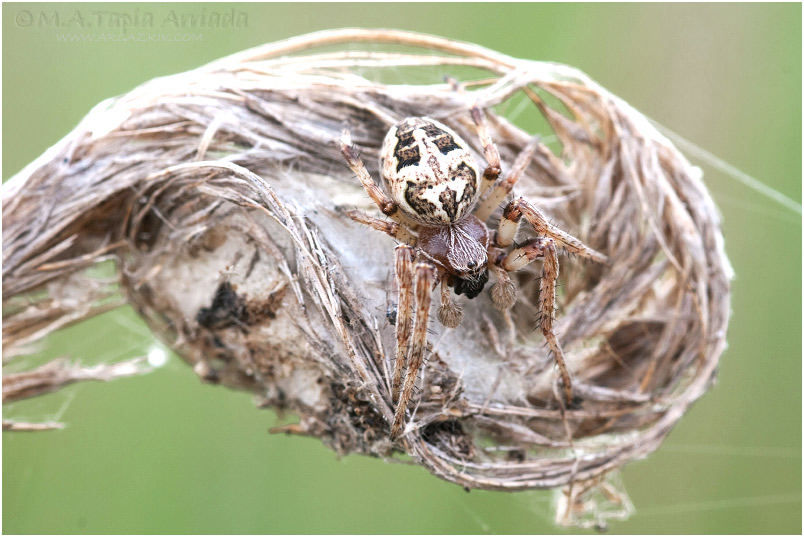 Larinioides sclopetarius