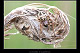 Larinioides sclopetarius 1