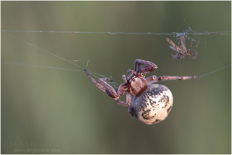 Larinioides sp.