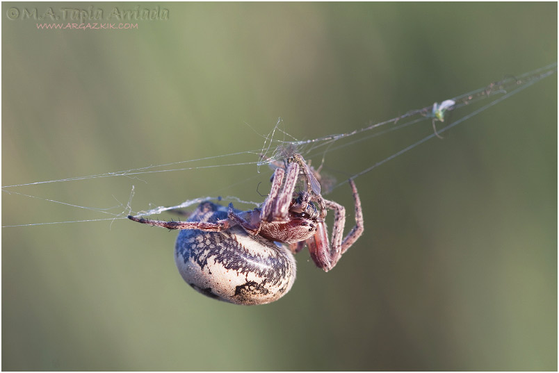 Larinioides sp.1