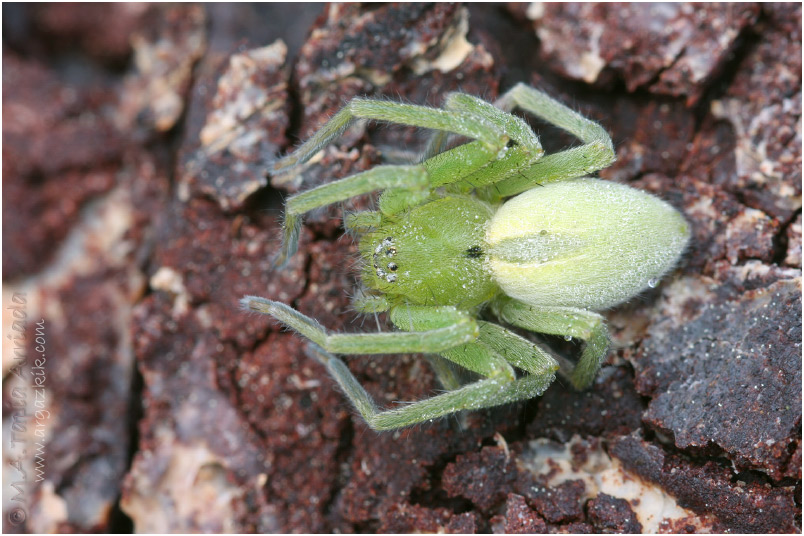 Micrommata sp.