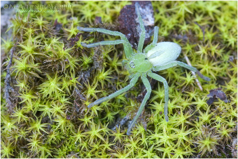 Micrommata sp.1