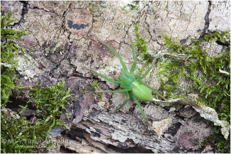Micrommata sp.2