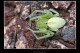 Micrommata sp.1