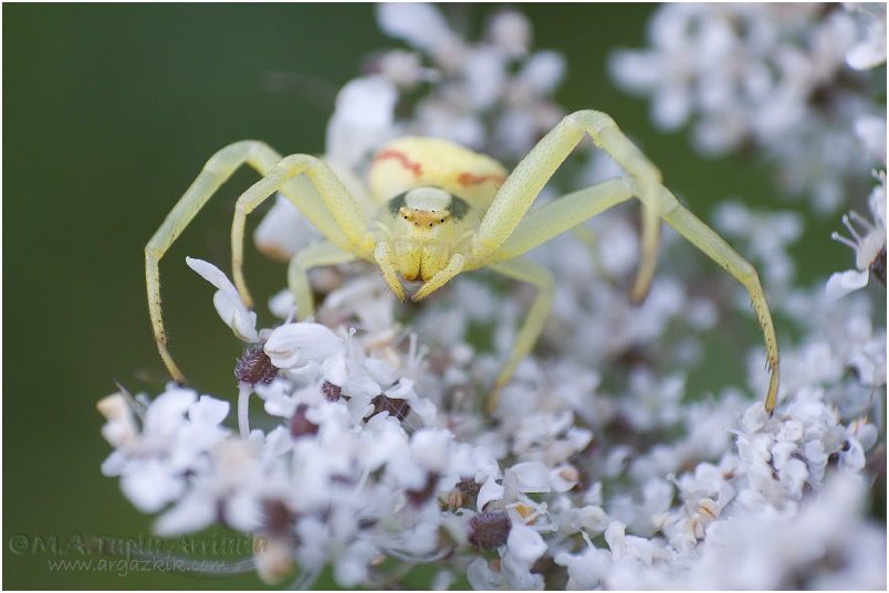 Misumena vatia