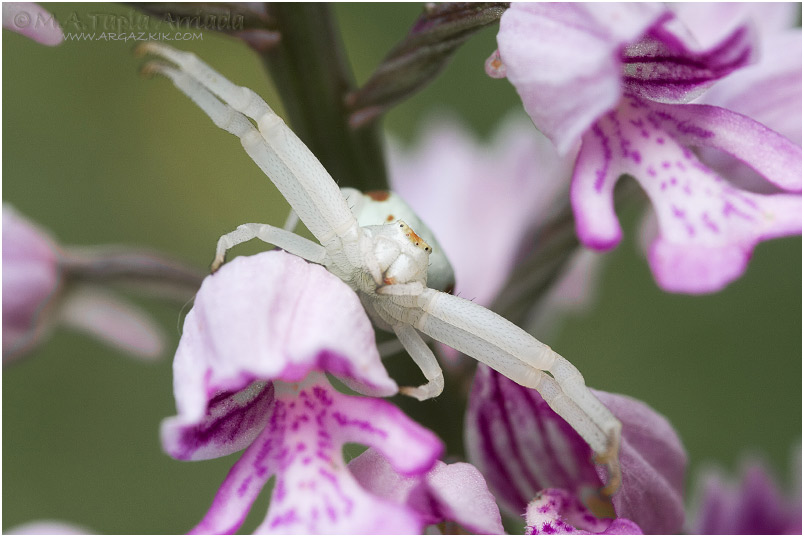 Misumena vatia 2