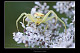 Misumena vatia 1