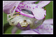 Misumena vatia 2