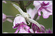 Misumena vatia 2