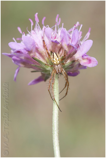 Neoscona adianta 1