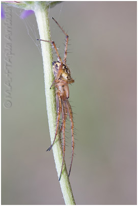 Neoscona adianta 2