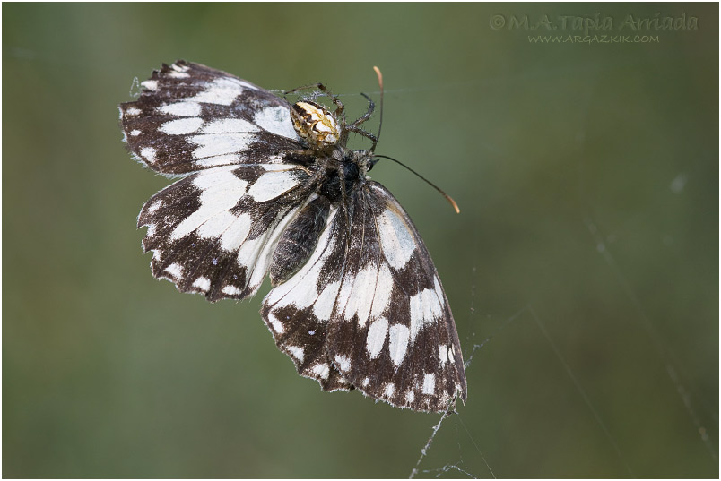 Neoscona adianta 3