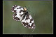 Neoscona adianta 2