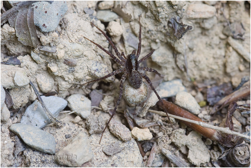 Pardosa lugubris